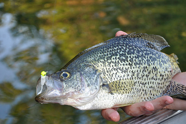 crappie fish