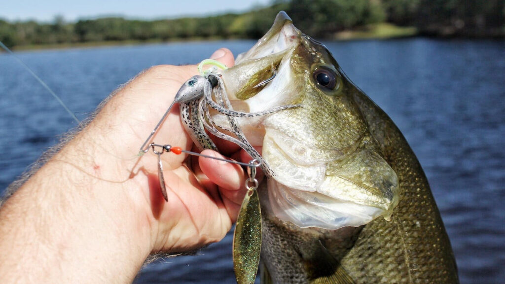 man holding bass with Spinnerbait in its mouth