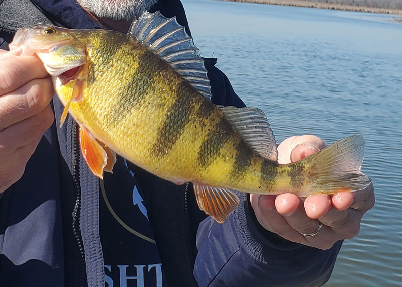 Yellow Perch Basics