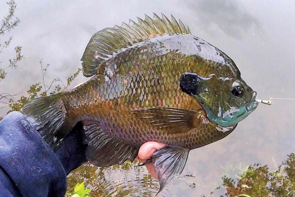 panfish-crappie